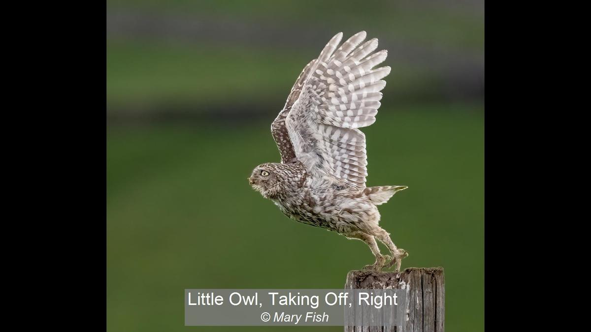 Little Owl, Taking Off, Right_Mary Fish